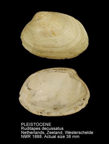 PLEISTOCENE Ruditapes decussatus.jpg - PLEISTOCENE Ruditapes decussatus (Linnaeus,1758)
